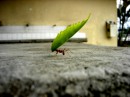 Persistence pays