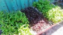 “Everyone has the ability to grow their own plants”