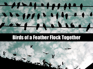 Birds Of A Feather Flock Together Sa Study